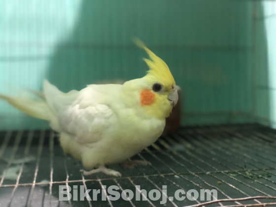Cockatiel femal